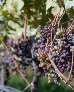 Grape vines with ripe grapes ready to make wine.